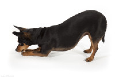 110509_Down_Dog_resized_001 (3)